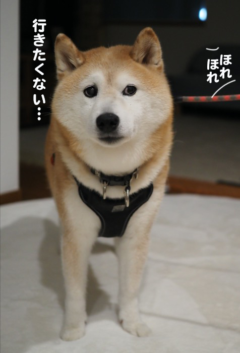 27日夕ブログ７