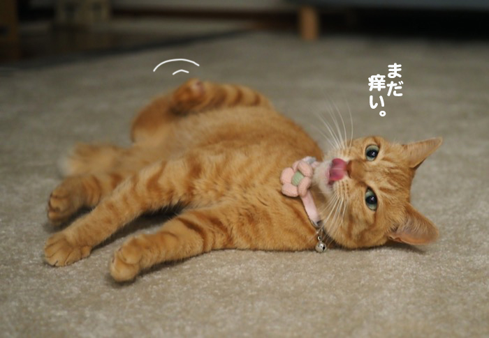 18日夕ブログ３
