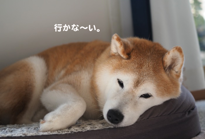 17日夕ブログ７