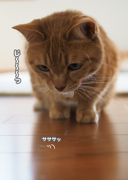 20日夕ブログ４
