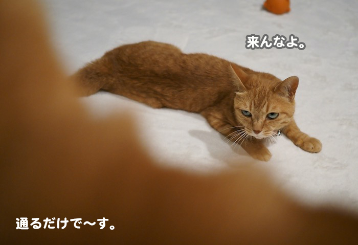 27日夕ブログ9