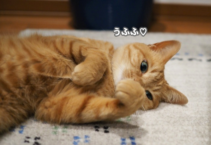 10日夕ブログ５