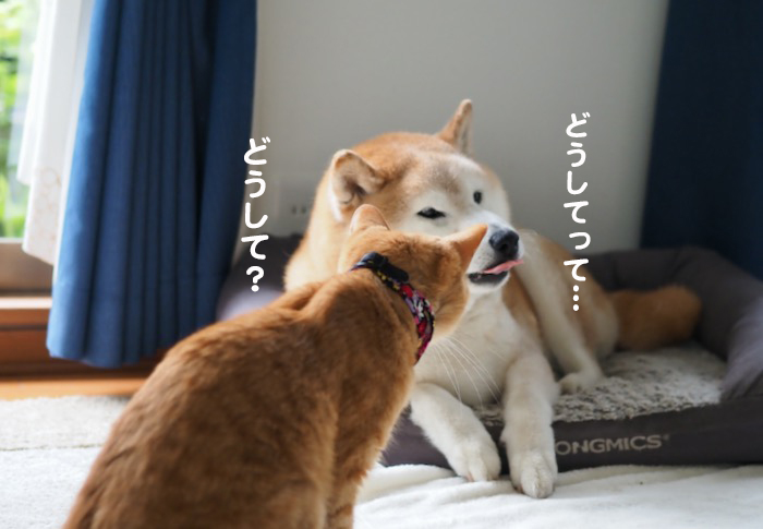 13日夕ブログ５