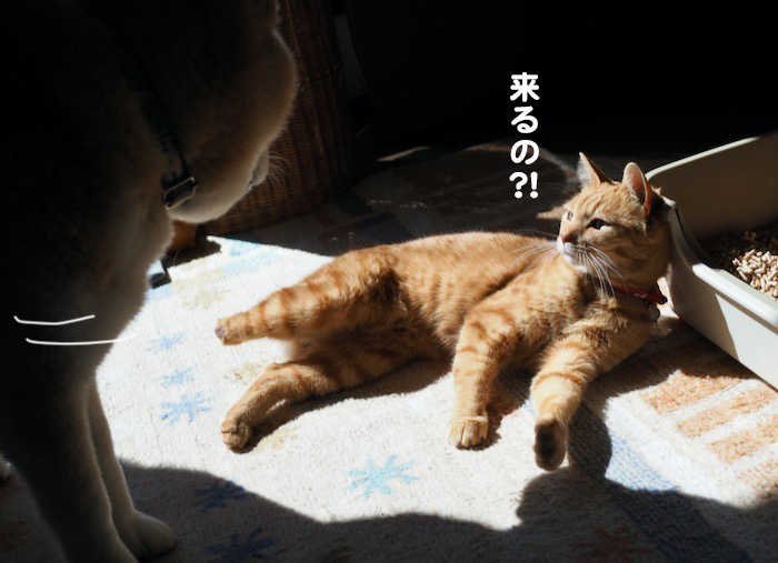 27日夕ブログ4