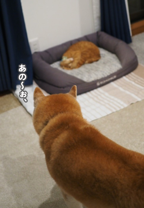 12日夕ブログ１９