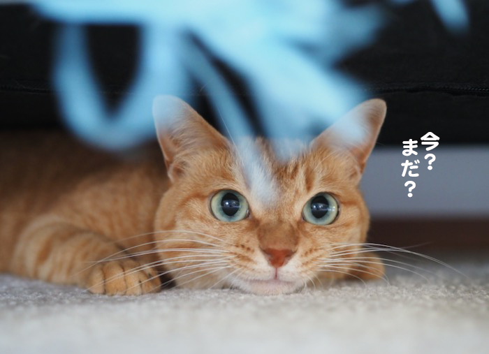 19日夕ブログ６