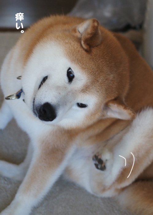 3日夕ブログ５