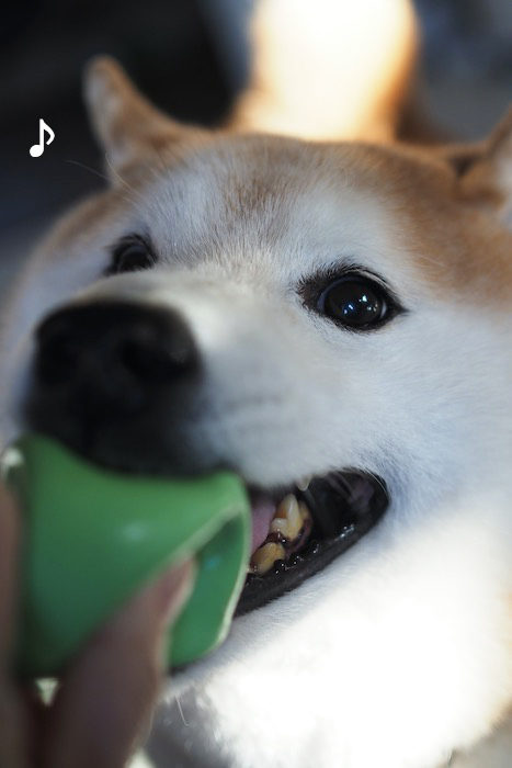 20日夕ブログ１１