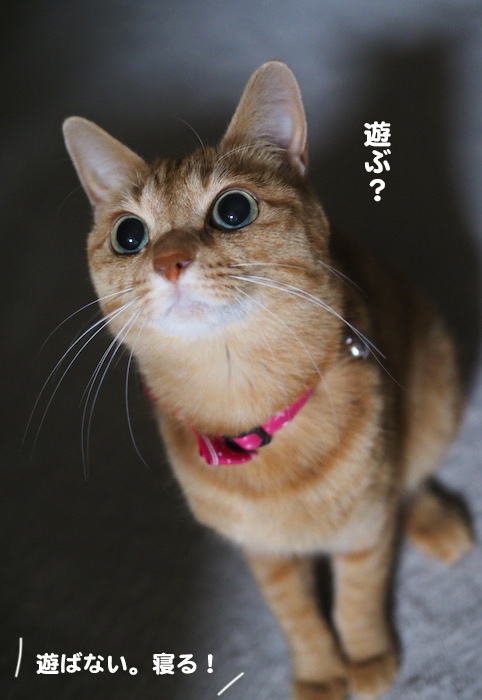 12日ブログ２