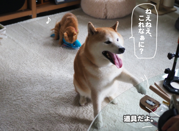 12日夕ブログ３