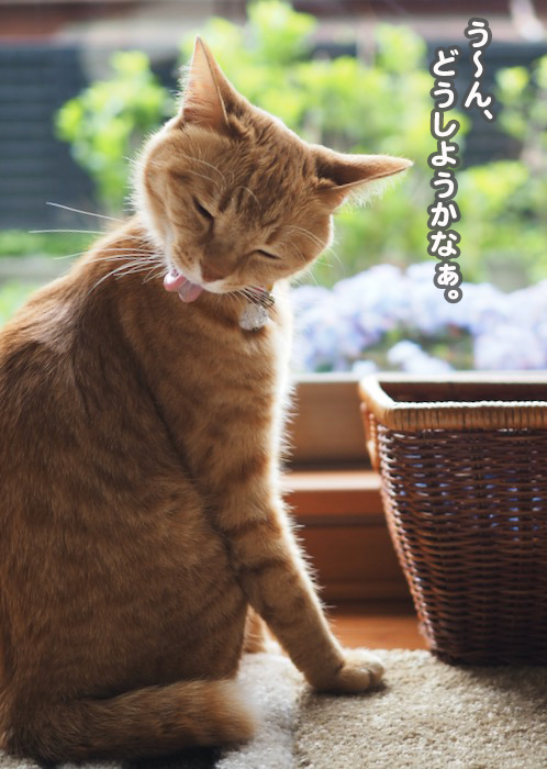 26日夕ブログ５