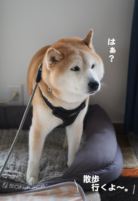 3日夕ブログ２