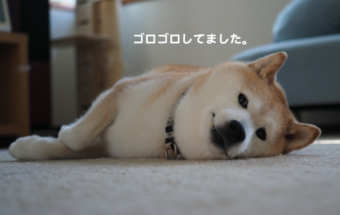25日夕ブログ2