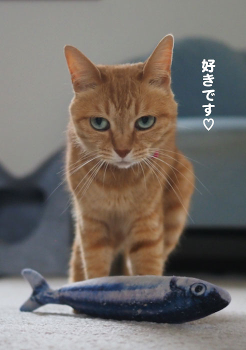 9日夕ブログ６