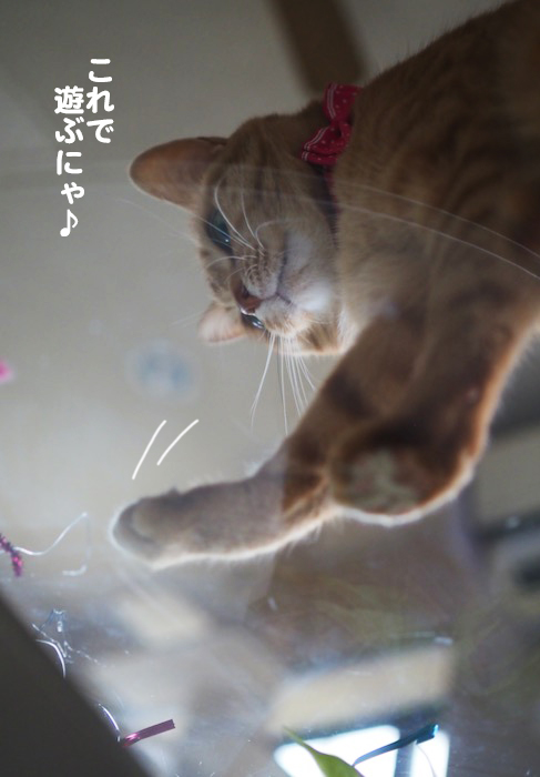 10日夕ブログ３