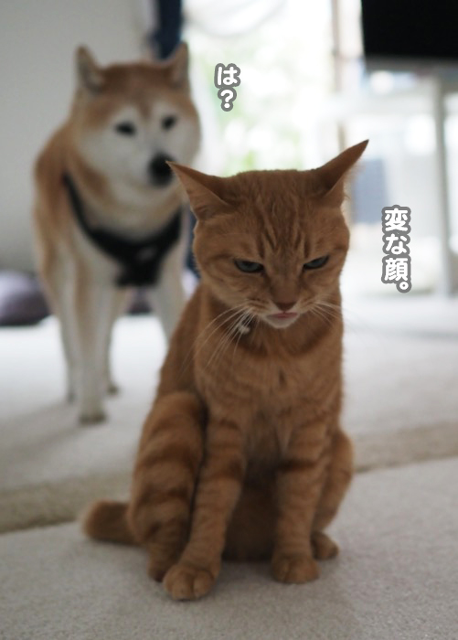 13日夕ブログ６