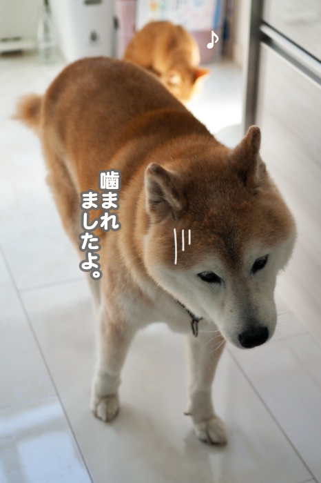 3日夕ブログ１０