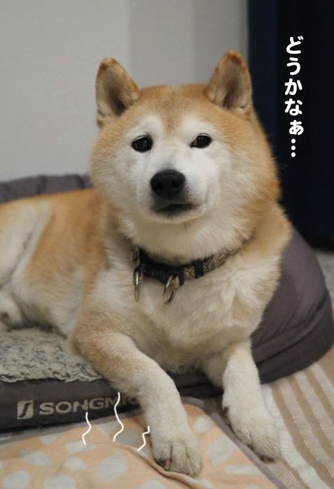 17日夕ブログ７