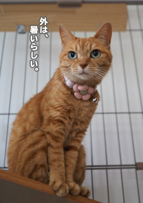 29日夕ブログ４