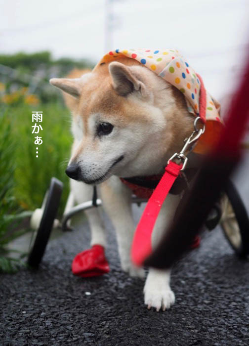 5日夕ブログ８