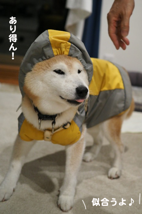 17日夕ブログ4