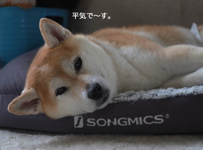 12日夜ブログ3