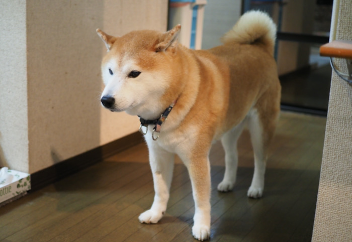 17日夜用３