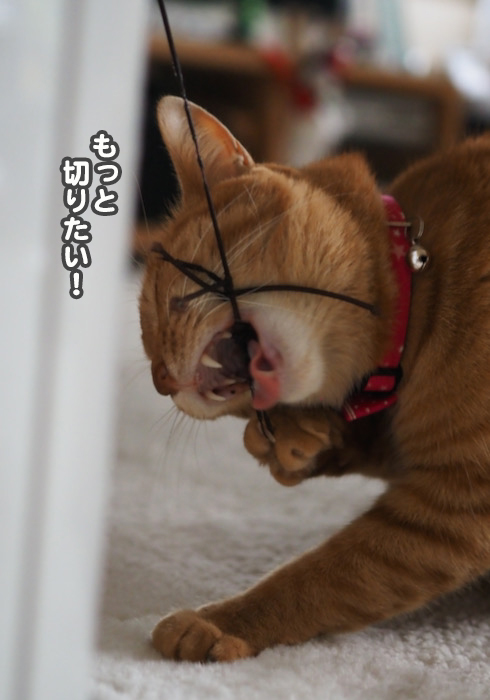 10日夕ブログ７