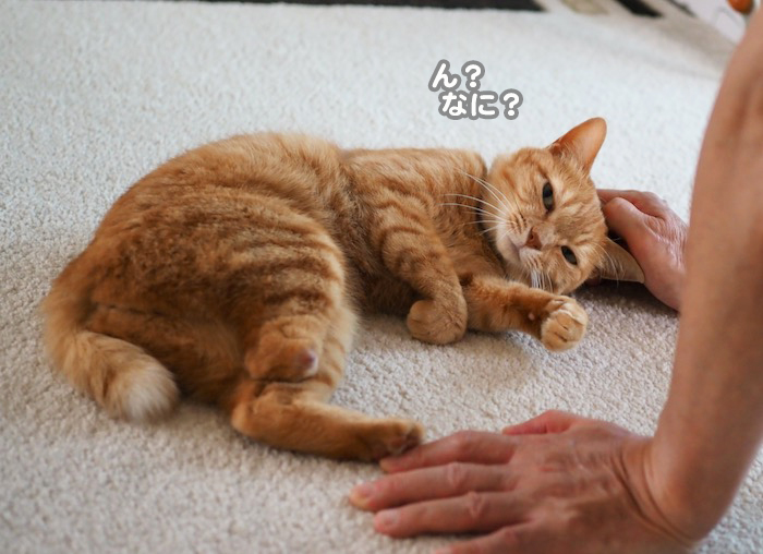 26日夕ブログ７