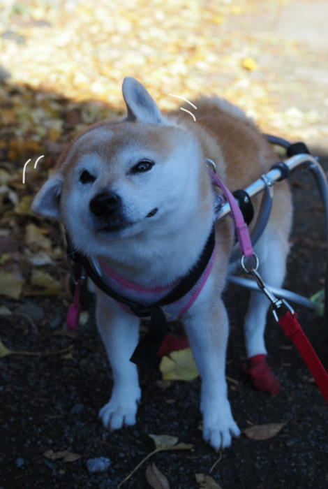 16日夕ブログ４