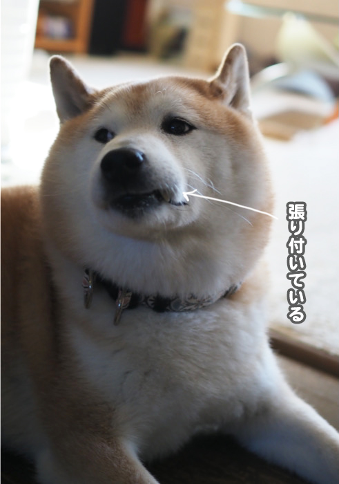 28日夕ブログ４
