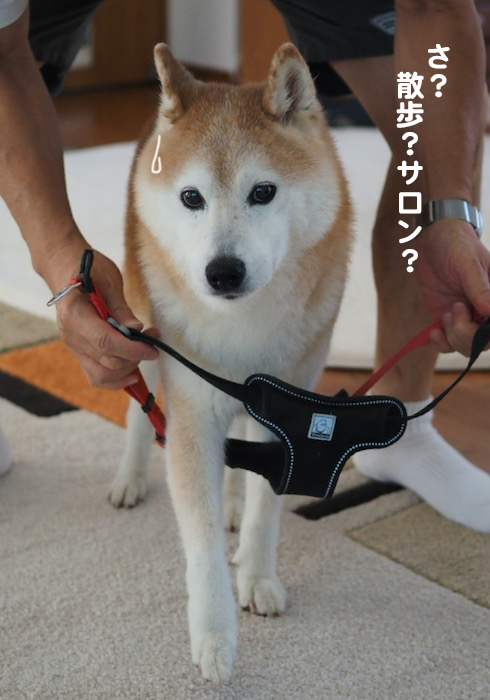 11日夕ブログ３