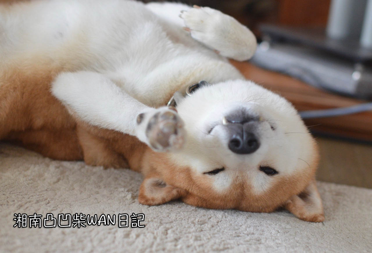 衝撃 飼い主を無視する犬 湘南凸凹柴wan日記 Powered By ライブドアブログ 衝撃 飼い主を無視する犬 湘南凸凹柴wan日記 Powered By ライブドアブログ