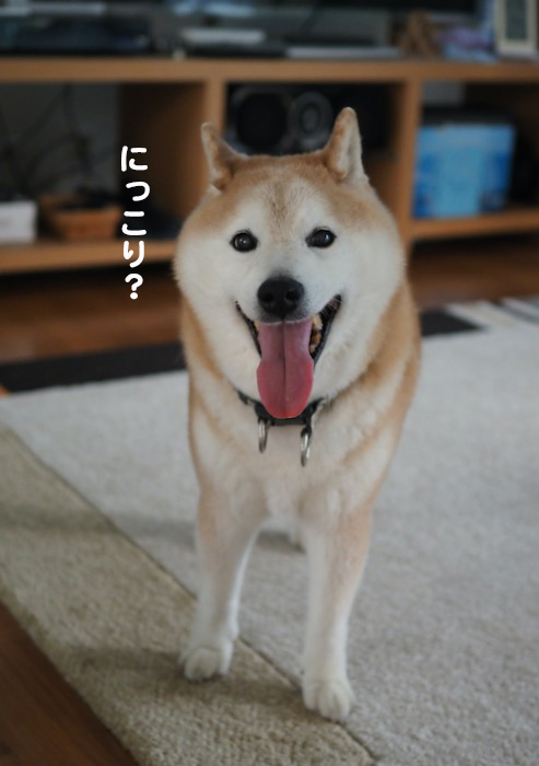 27日夕ブログ4