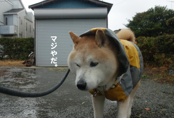 3日夕ブログ６