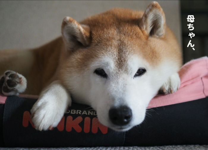 21日夕ブログ２