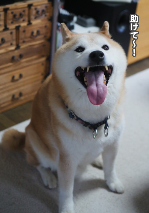 2日夕ブログ６