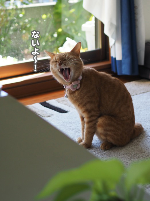 17日夜ブログ７