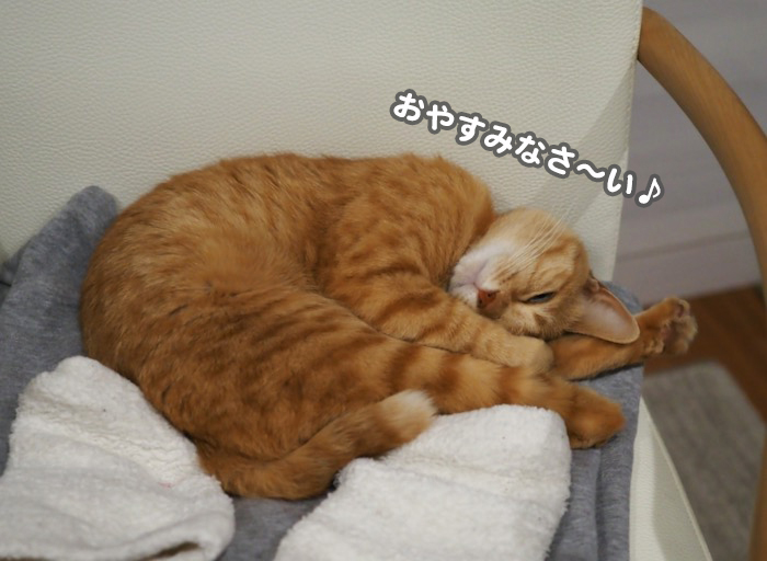 21日夕ブログ７