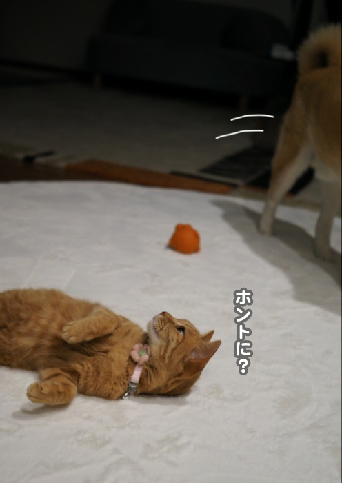 27日夕ブログ7