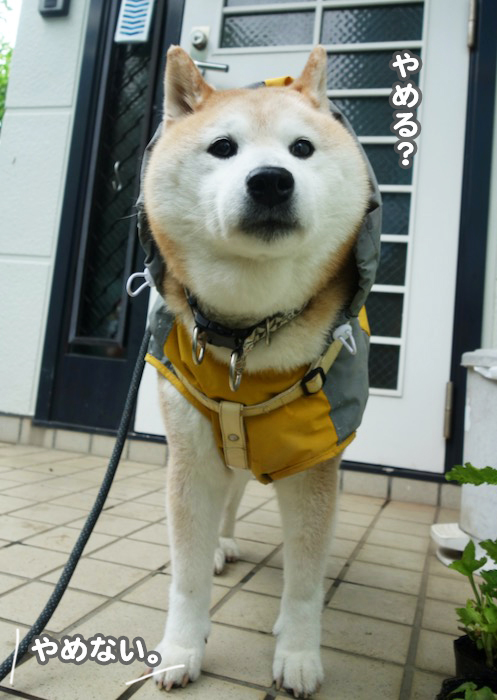 3日夕ブログ6