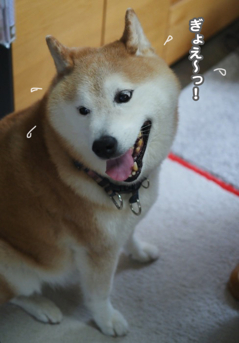 15日夕ブログ９