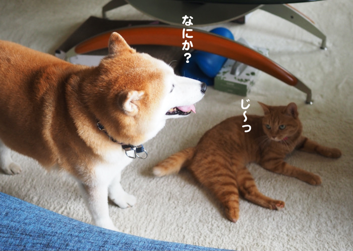 14日夜ブログ５