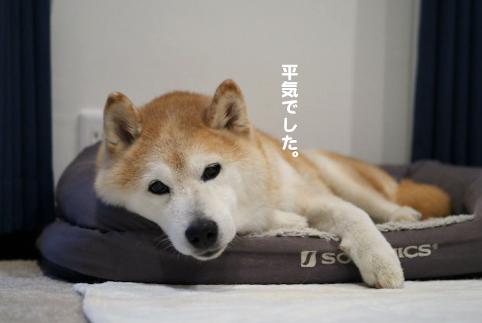 5日夕ブログ３