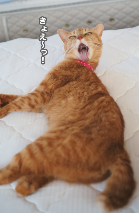 13日夕ブログ3