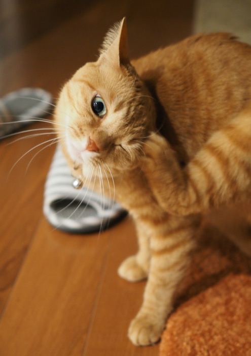19日ブログ１