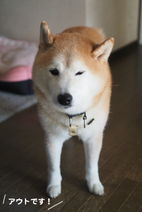 30日夕ブログ２