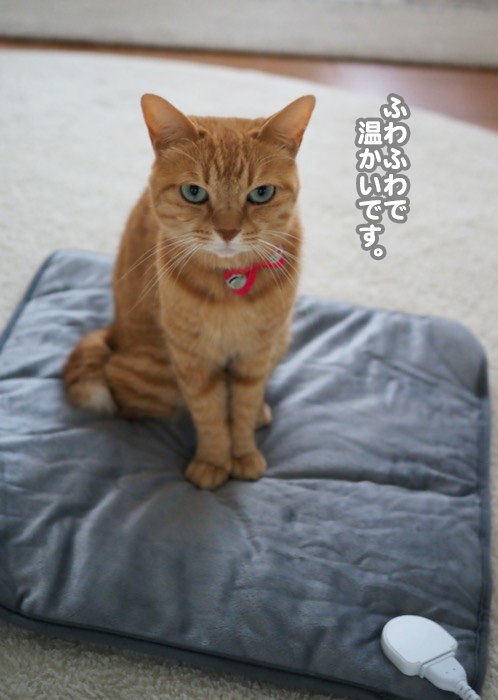 22日夕ブログ５