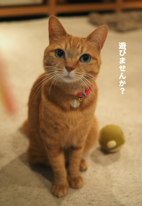 11日夕ブログ3