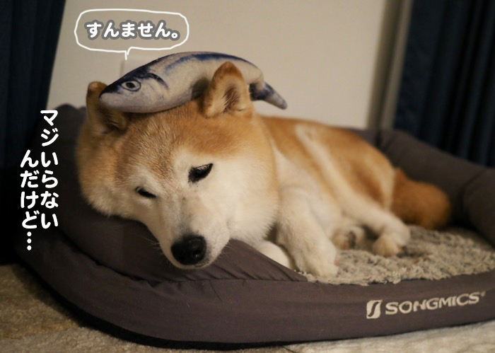 18日夕ブログ８